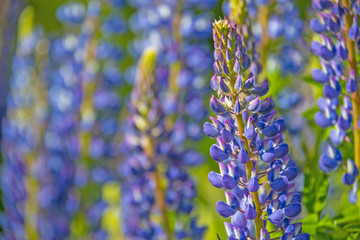 Wild lupines flowers in detail