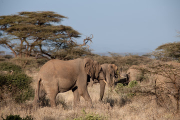 Fototapeta premium elephant