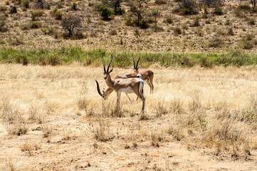 impala