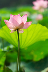 Obraz premium pink lotus