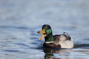 Mallard, Anas platyrhynchos