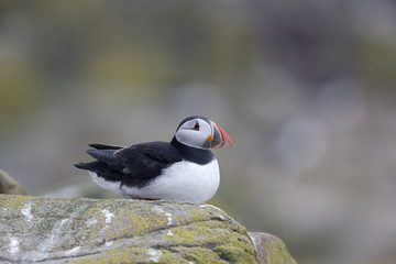 Puffin, Fratercula arctica