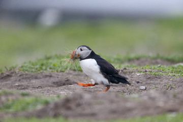 Puffin, Fratercula arctica