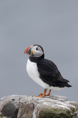 Puffin, Fratercula arctica