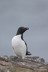 Razorbill, Alca torda