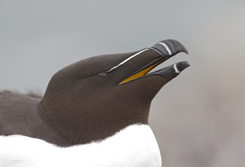 Razorbill, Alca torda
