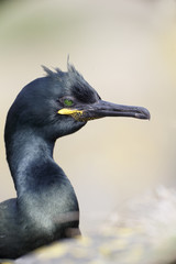 Shag, Phalacrocorax aristatelis