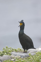 Shag, Phalacrocorax aristatelis