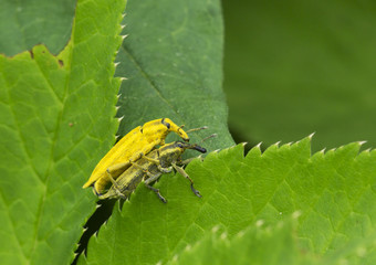 Насекомые долгоносики