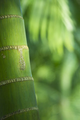 detail of bamboo tree