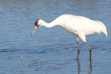 Whooping Crane with Crab