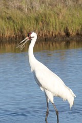 Whooping Crane with Crab