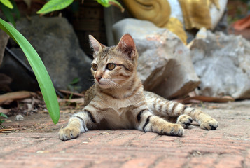 Obraz premium cat Thailand