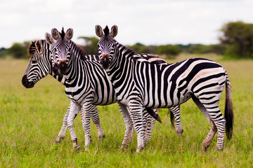 Obraz na płótnie Canvas Herd of Zebra