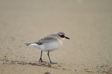 Lesser Sand Plover (Charadrius mongolus)