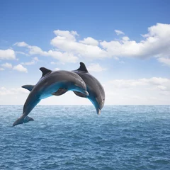 Zelfklevend Fotobehang twee springende dolfijnen © neirfy