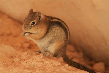 squirrel at queen's garden trail, Bryce canyon