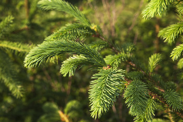 Fototapeta premium New fir tree.