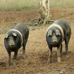 The Cinta senese, very ancient tuscan breed of pig.