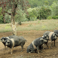 The Cinta senese, very ancient tuscan breed of pig.