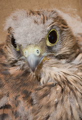 Common Kestrel (Falco tinnunculus)