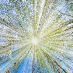 Obraz premium spring birch trees