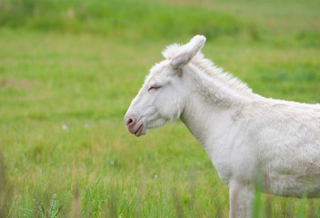 Obraz na płótnie Canvas side view of a white donkey on the pasture