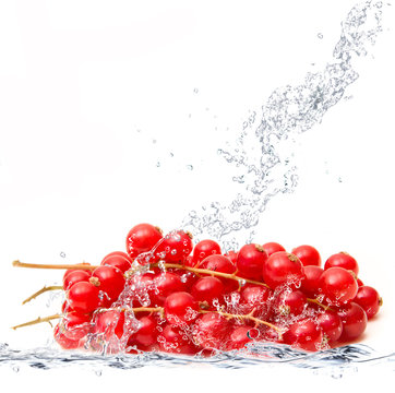 ribes splash
