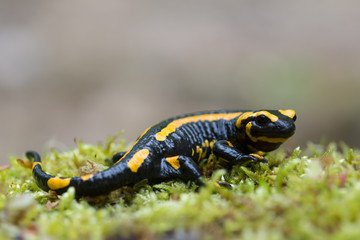 Feuersalamander, Fire salamander, Salamandra salamandra