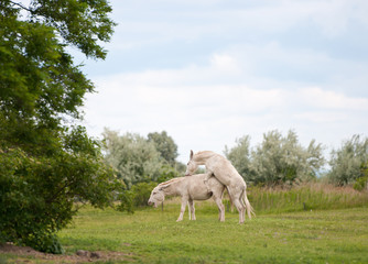 two white donkeys mating on the pasture