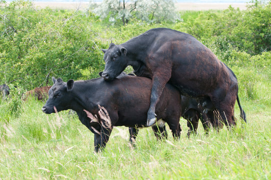 black cattle mating on the pasture