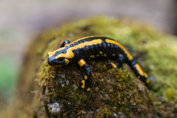 Feuersalamander, Fire salamander, Salamandra salamandra