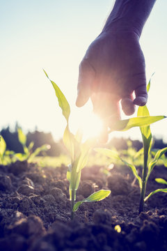 Hand Reaching Down To A Young Maize Plant