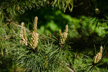 pine branch with beautiful young buds