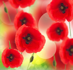 field of poppy flowers