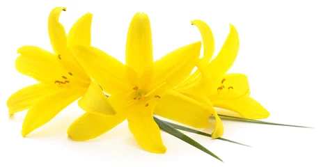 Zelfklevend Fotobehang Bloemen yellow flowers