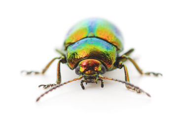 green beetle