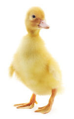 one duckling
