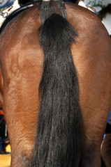 Horse's tail