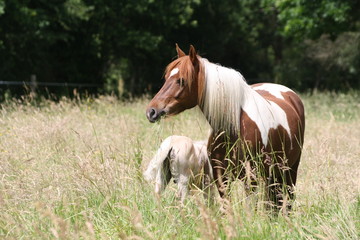 au pré