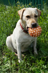  Dog Labrador retriver on green grass