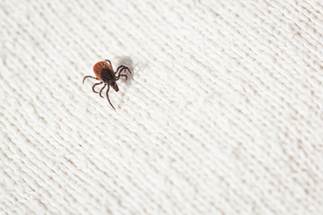 Tick - parasitic arachnid blood-sucking carrier of various disea