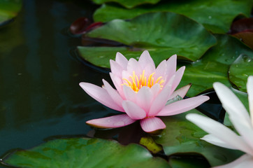 lotus flower background