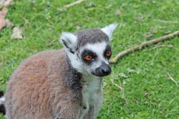 Obraz premium Parc des félins