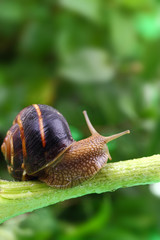 Common snail crawling on plant in garden