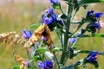butterfly on the flower