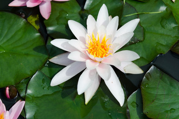 lotus flower background