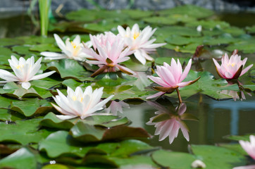 Obraz na płótnie Canvas lotus flower background