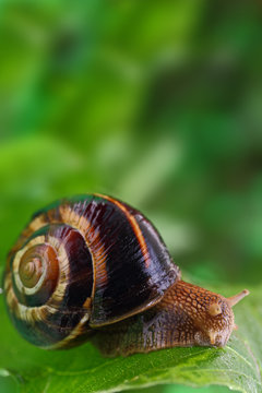 Snail crawling on green leaf and copy-space