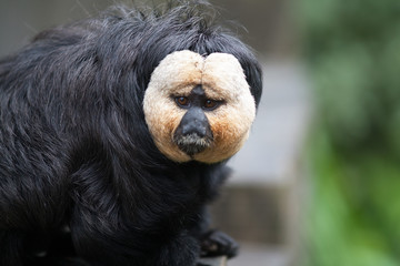 Saki à face blanche - Pithecia pithecia - en gros plan